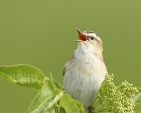 070501_1DMKIIN_Burgenland_104-Kopie-web