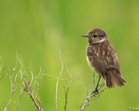 070512_1DMKIIN_Burgenland_017-Kopie-web