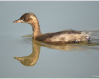 070922_1DMKIII_Burgenland_007-web