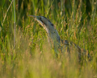 20080510_1DMKIII_Burgenland_611-web900px