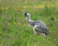 20080529_1DMKIII_Niederlande_484-web900px