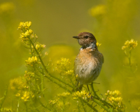 20080614_D300_Burgenland_162-web700px