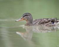 20090724_D700_Flori_006-web900px