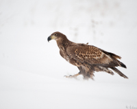 20100213_D700_Flori_007-web900px