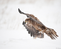 20100213_D700_Flori_012-web900px