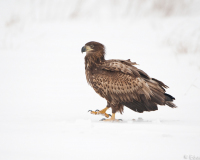 20100213_D700_Flori_183-web900px