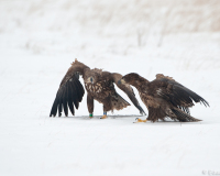 20100213_D700_Flori_350-web900px
