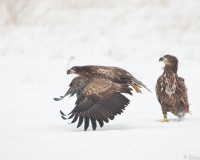 20100213_D700_Flori_368-web900px