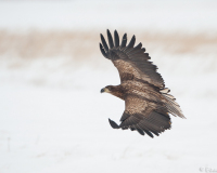 20100213_D700_Flori_389-web900px