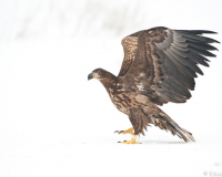 20100213_D700_Flori_404-web900px