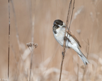20100327_D700_Flori_093-web900px