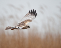 20100405_D700_Flori_168-web900px