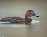 20100424_D700_Flori_386-web900px