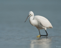 20100513_D700_Flori_082-web900px