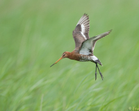 20100522_D700_Flori_182-web900px
